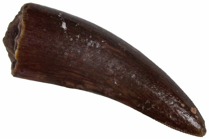 Triassic Fossil Avemetatarsalian (Dromomeron) Tooth - Texas #315775